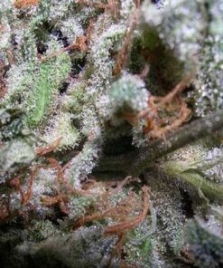 Champions Pack Indica Fem — Paradise Seeds