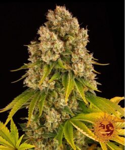 Cheese Auto — Barney's Farm