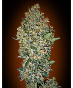 Cheese Berry Fem — 00 Seeds