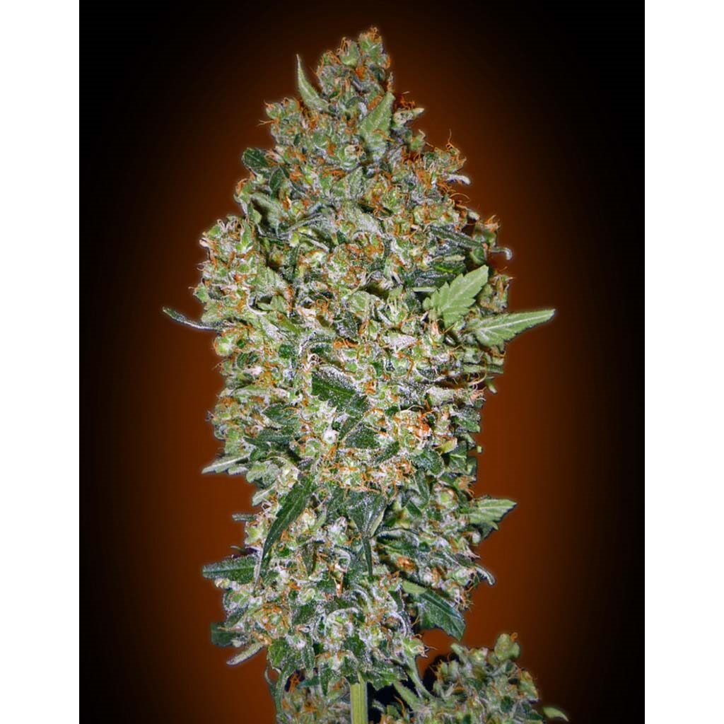 Cheese Berry Fem — 00 Seeds