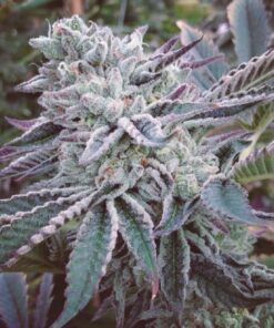 Cheese Cake Cookies Fem — The Kush Brothers Seeds