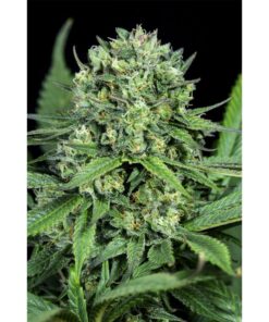 Cheese CBD Fem — Dinafem