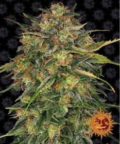 Cheese Fem — Barney's Farm