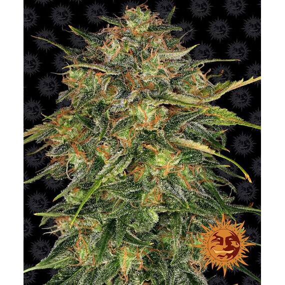 Cheese Fem — Barney's Farm