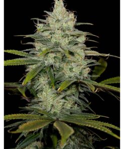Cheese Fem — Cbd Seeds