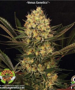 Cheese Kaberry Fem — Venus Genetics