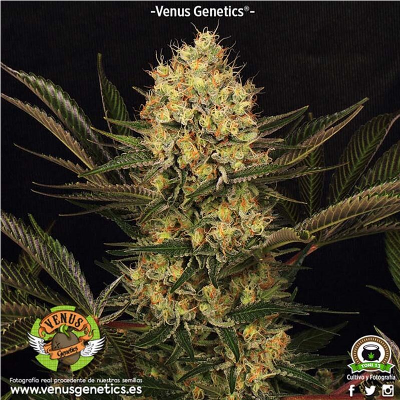 Cheese Kaberry Fem — Venus Genetics