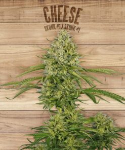 Cheese — The Plant