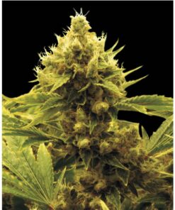 Cheese x Critikal Fem — Exclusive Seeds