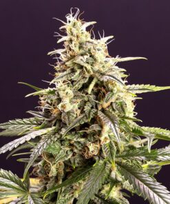 Chem Bomb Auto — Humboldt Seeds Organization