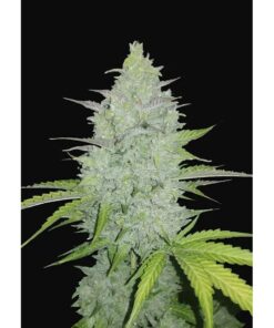 Chemdawg Auto — FastBuds Seeds