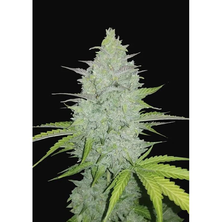 Chemdawg Auto — FastBuds Seeds