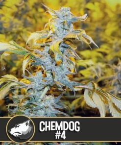 Chemdog #4 Fem — Blimburn Seeds