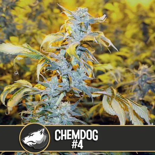 Chemdog #4 Fem — Blimburn Seeds