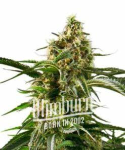 Cherry AK Fem — Blimburn Seeds