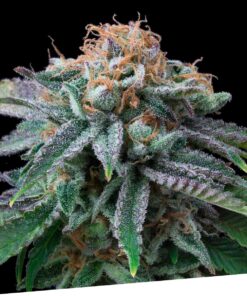 Cherry Punch Fem — Exclusive Seeds