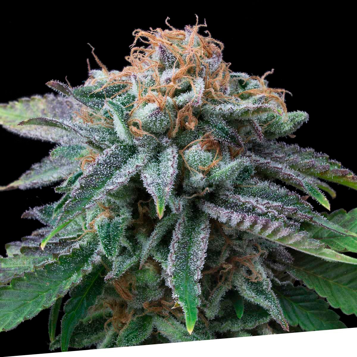 Cherry Punch Fem — Exclusive Seeds