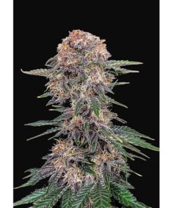 Chery Cola Auto — FastBuds Seeds