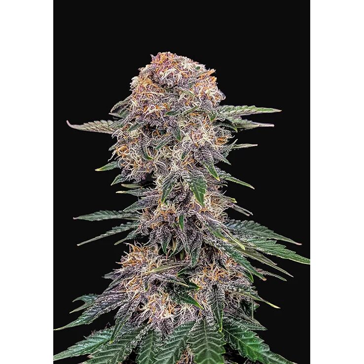 Chery Cola Auto — FastBuds Seeds