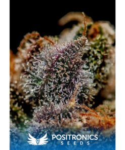 Chizpa Fem — Positronics