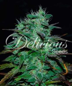 Chocobang Fem — Delicious Seeds
