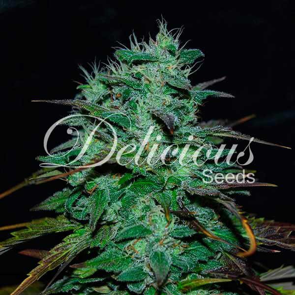 Chocobang Fem — Delicious Seeds