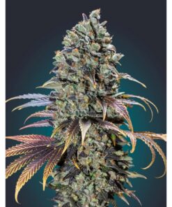 Chocolate Cream Fem — 00 Seeds