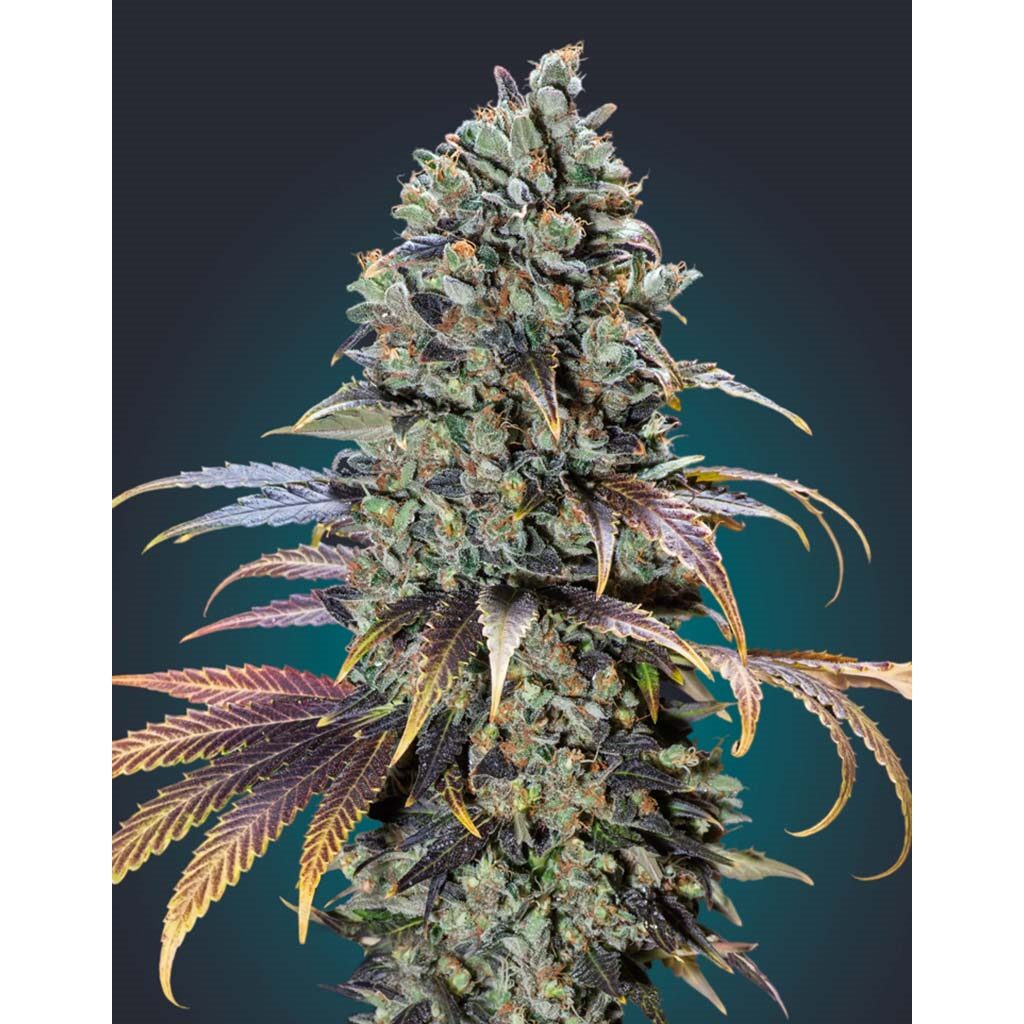 Chocolate Cream Fem — 00 Seeds