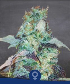 Chocolate Fem — La Semilla Automática