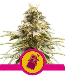 Chocolate Haze Fem — Royal Queen
