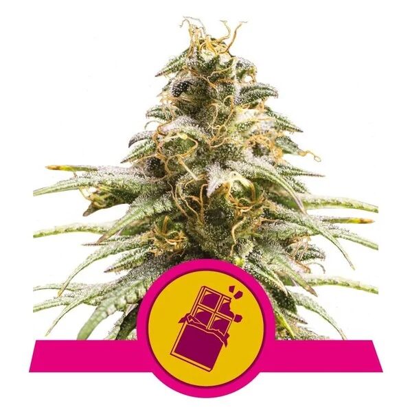 Chocolate Haze Fem — Royal Queen Chocolate Haze Fem — Royal Queen
