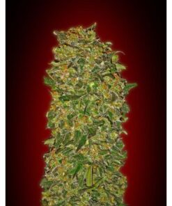 Chocolate Kush Fem — 00 Seeds