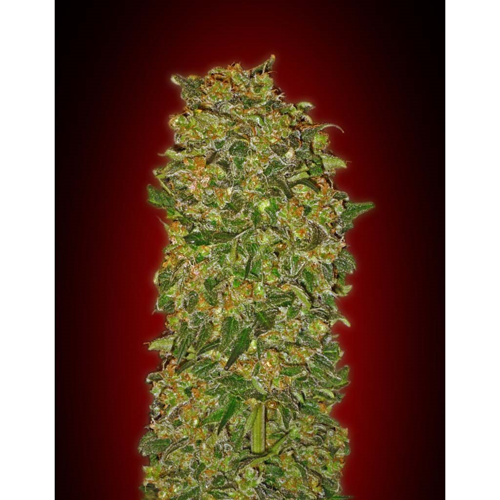 Chocolate Kush Fem — 00 Seeds