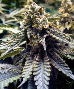 Chocolate Mint OG 2.0 Fem — Humboldt Seeds Organization