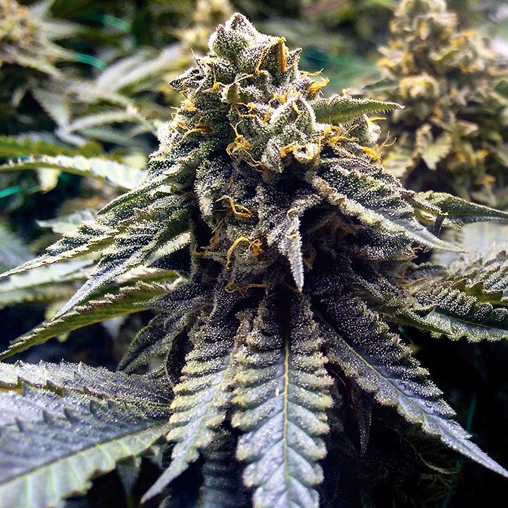 Chocolate Mint OG 2.0 Fem — Humboldt Seeds Organization Chocolate Mint OG 2.0 Fem — Humboldt Seeds Organization