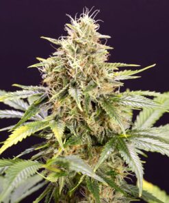 Chocolate Mint OG Auto — Humboldt Seeds Organization