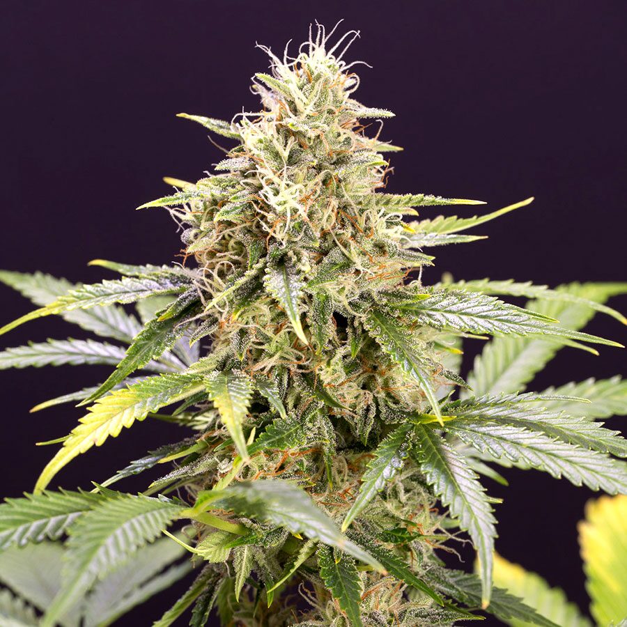 Chocolate Mint OG Auto — Humboldt Seeds Organization