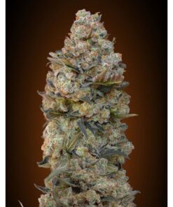 Chocolate Skunk Fem — 00 Seeds