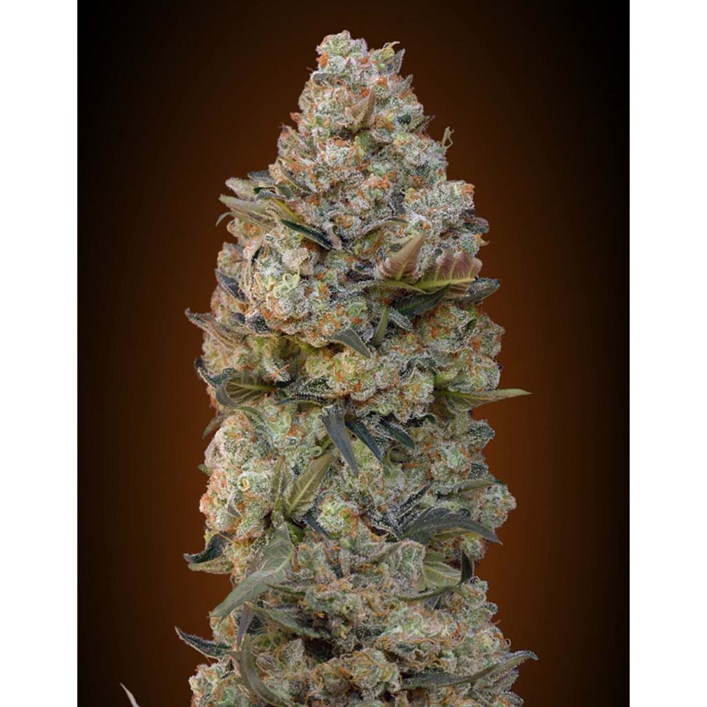 Chocolate Skunk Fem — 00 Seeds