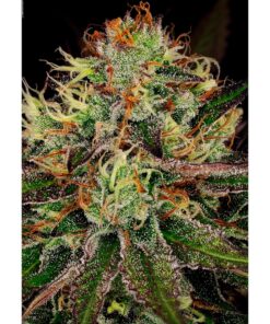 Chocolate Wafflez Fem — Paradise Seeds