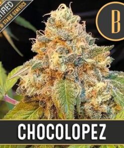 Chocolopez Fem — Blimburn Seeds