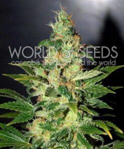 Chronic Haze Fem — World of Seed