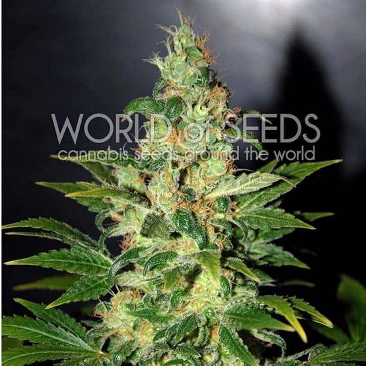 Chronic Haze Fem — World of Seed