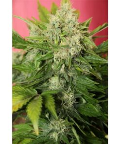 Chronic Ryder 3Und Auto — Joint Doctor's