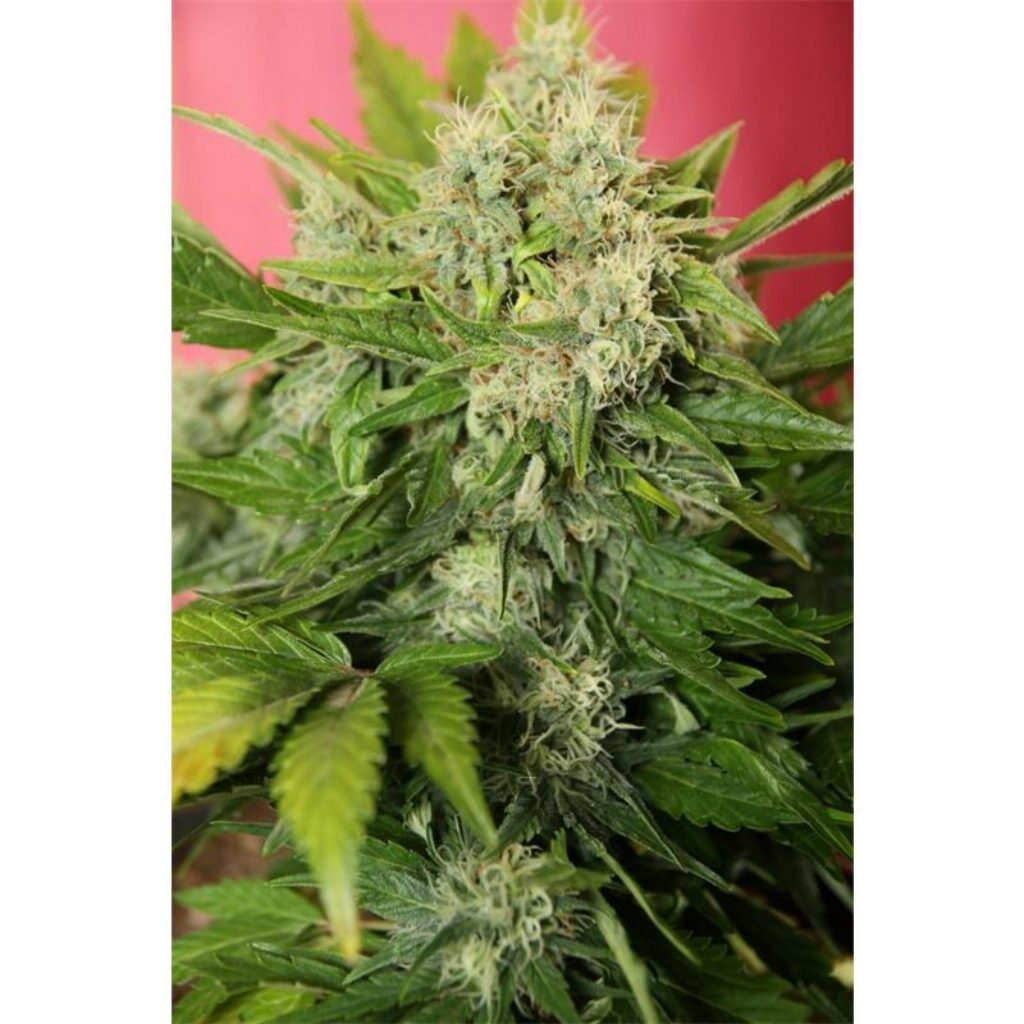 Chronic Ryder 3Und Auto — Joint Doctor's