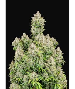 Cinderella Auto — FastBuds Seeds
