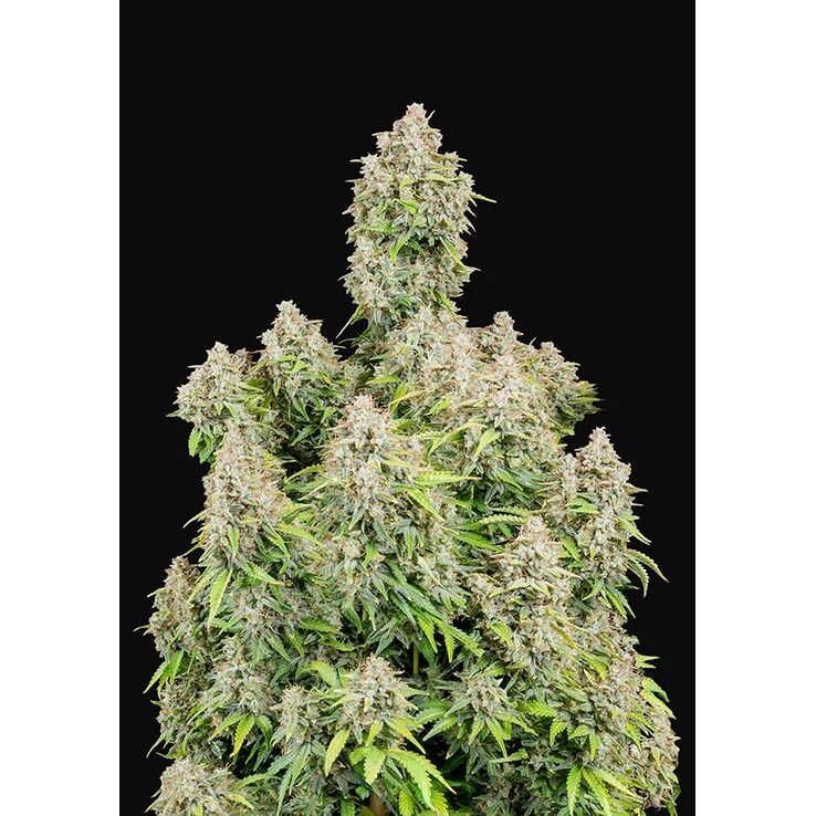 Cinderella Auto — FastBuds Seeds