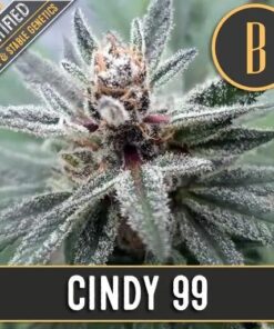 Cindy 99 Fem — Blimburn Seeds