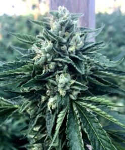 Cinnamon Buddha Fem — Humboldt Seeds Organization