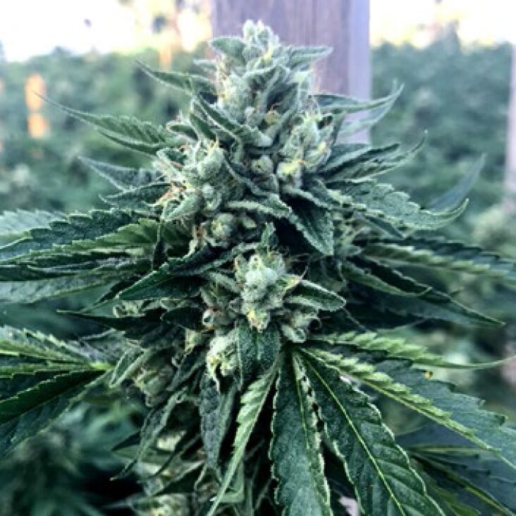 Cinnamon Buddha Fem — Humboldt Seeds Organization